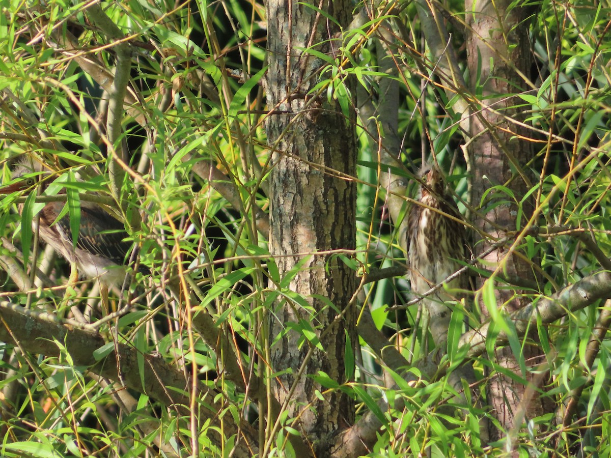 Green Heron - Ken Clark