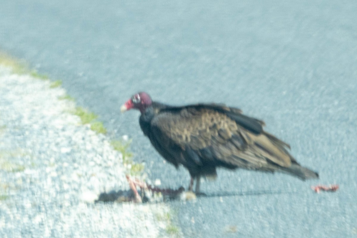 Black Vulture - ML620830754