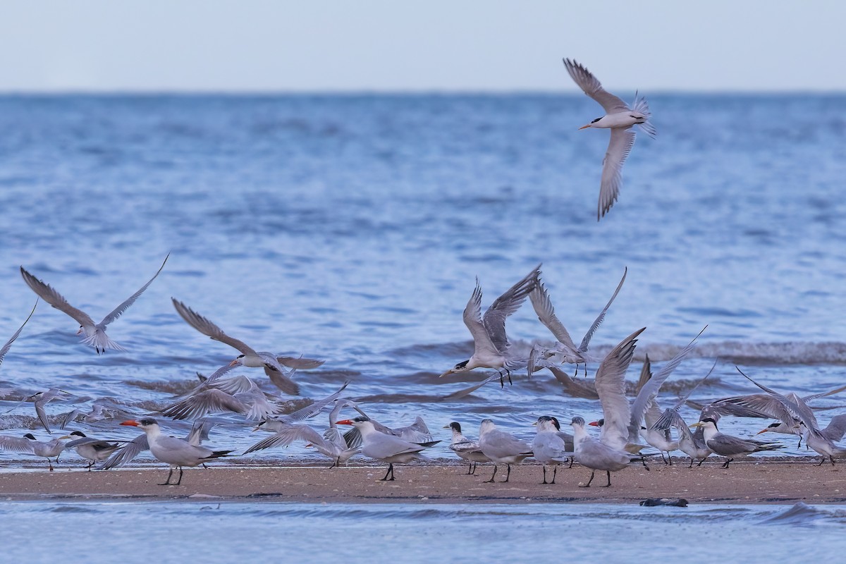 Great Crested Tern - ML620830761