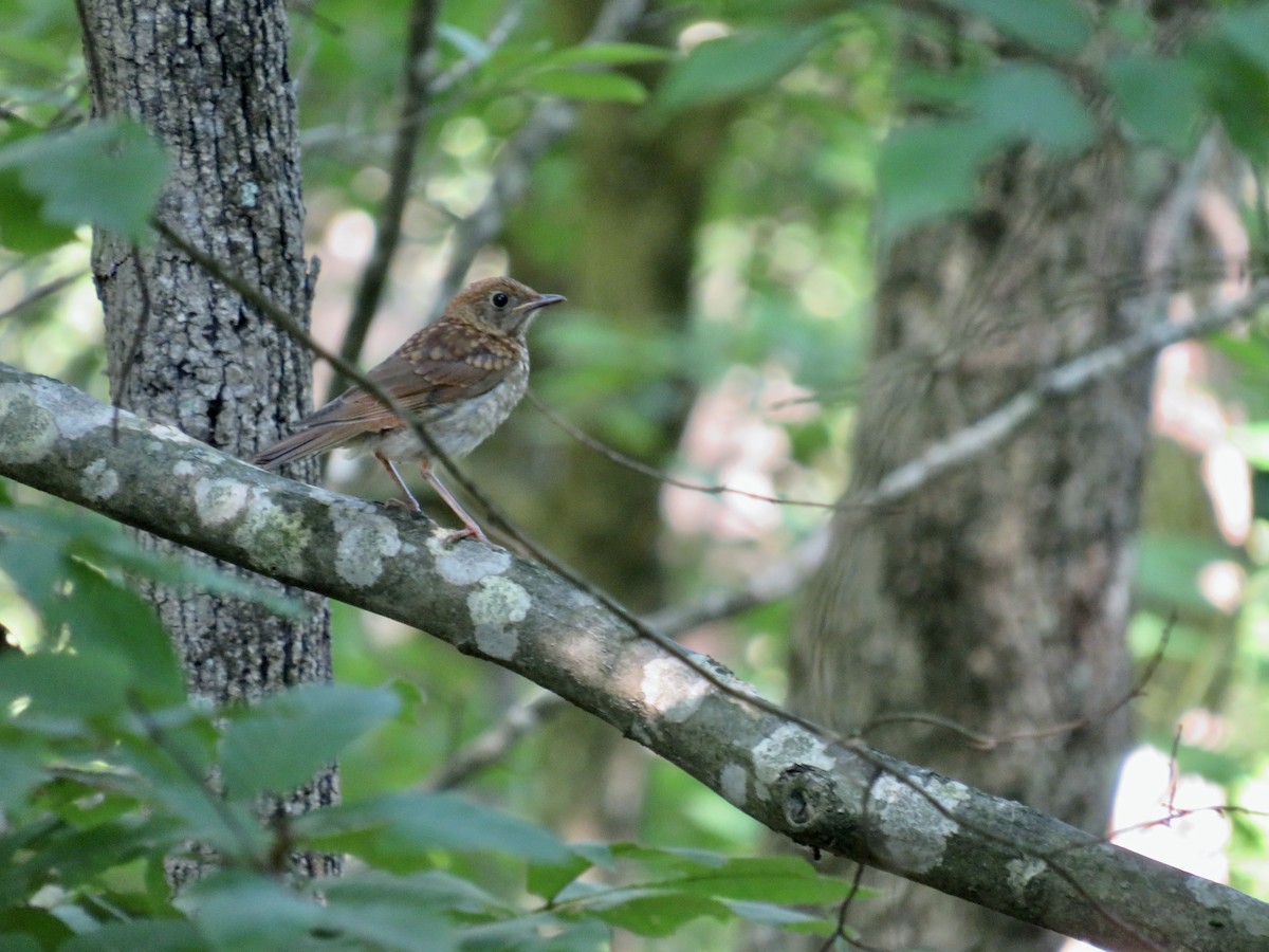 Veery - ML620830774