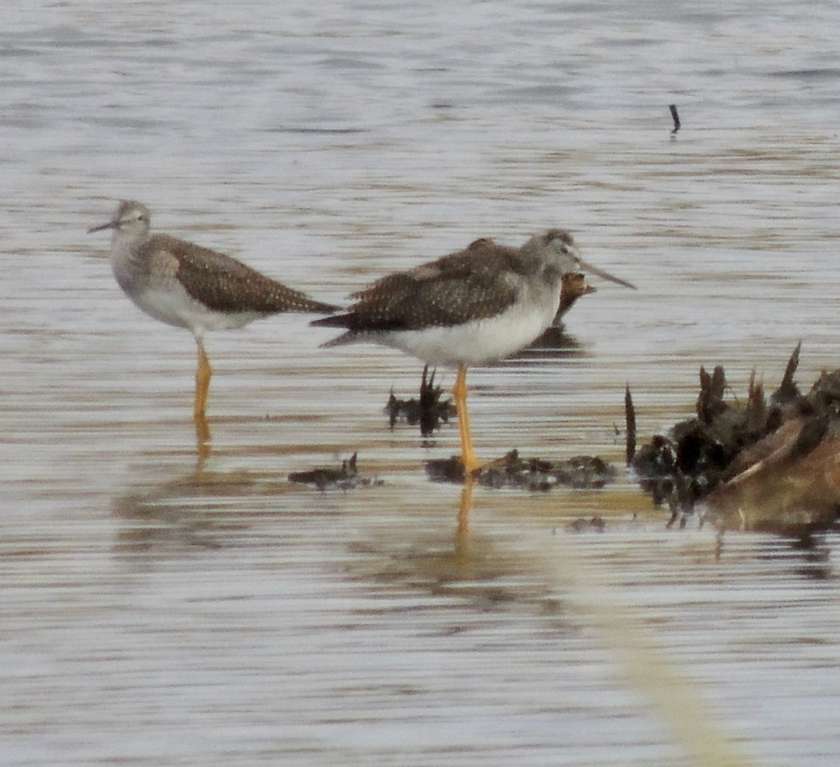 Greater Yellowlegs - ML620830790