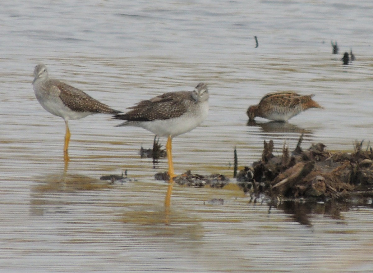 Greater Yellowlegs - ML620830791