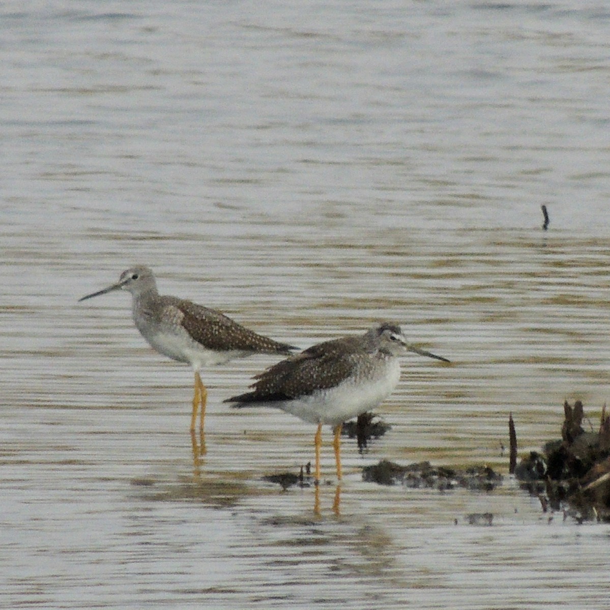 Greater Yellowlegs - ML620830793