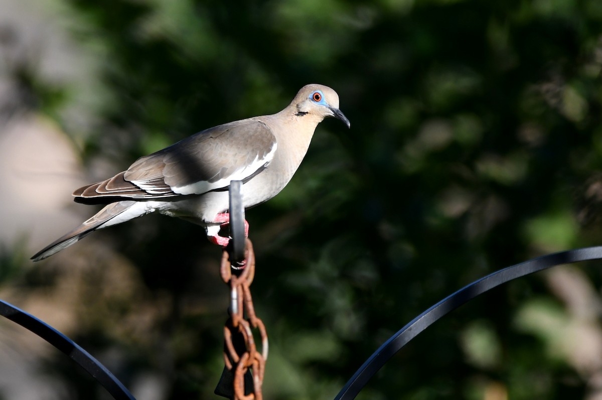 White-winged Dove - ML620830798