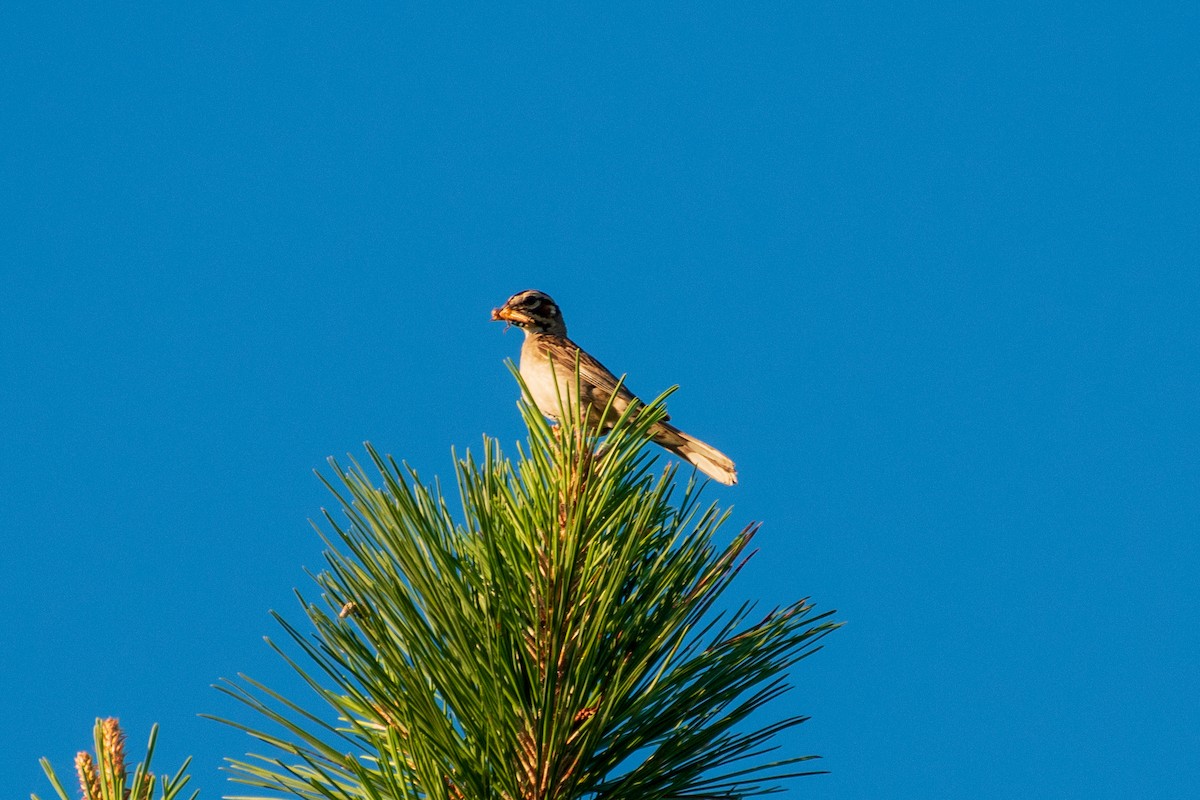 Lark Sparrow - ML620830806