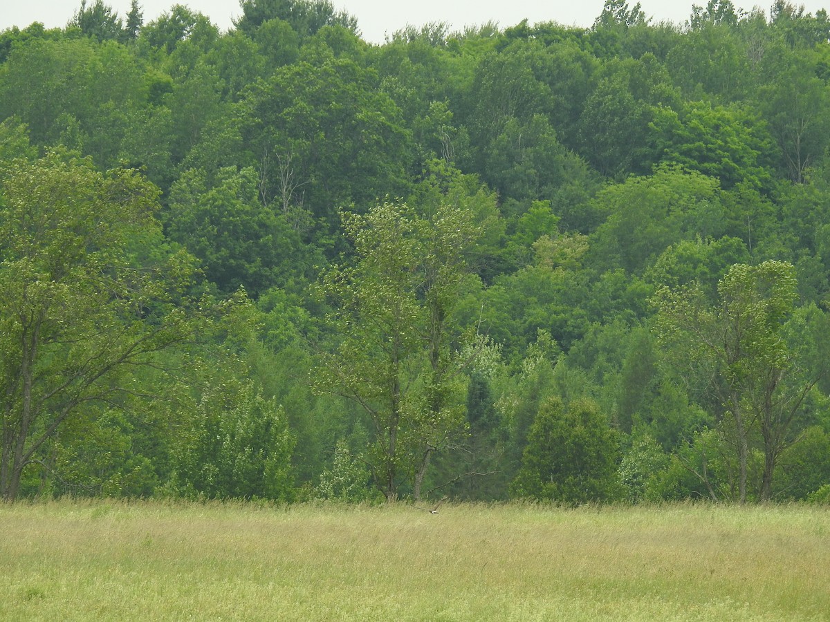 Northern Harrier - Tom Dibblee