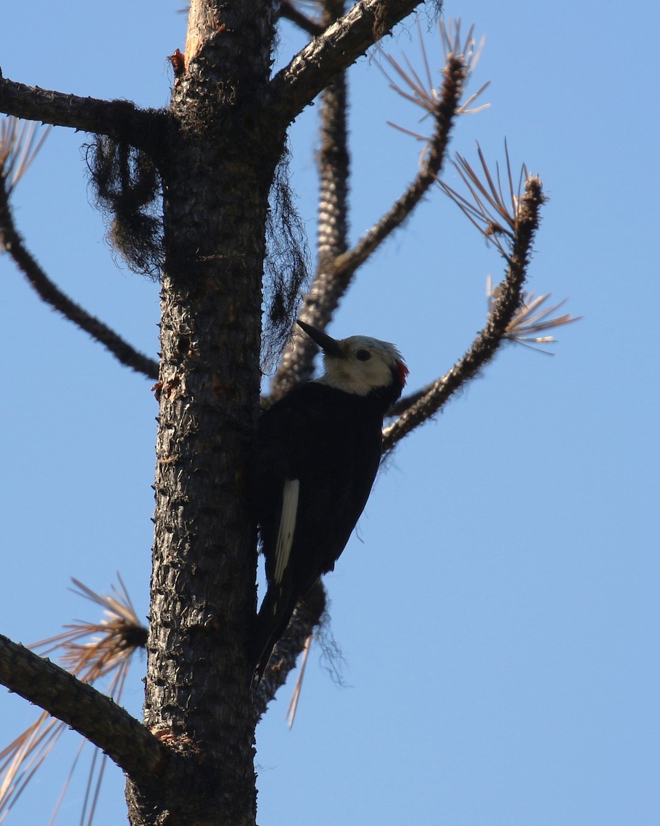 White-headed Woodpecker - ML620830815