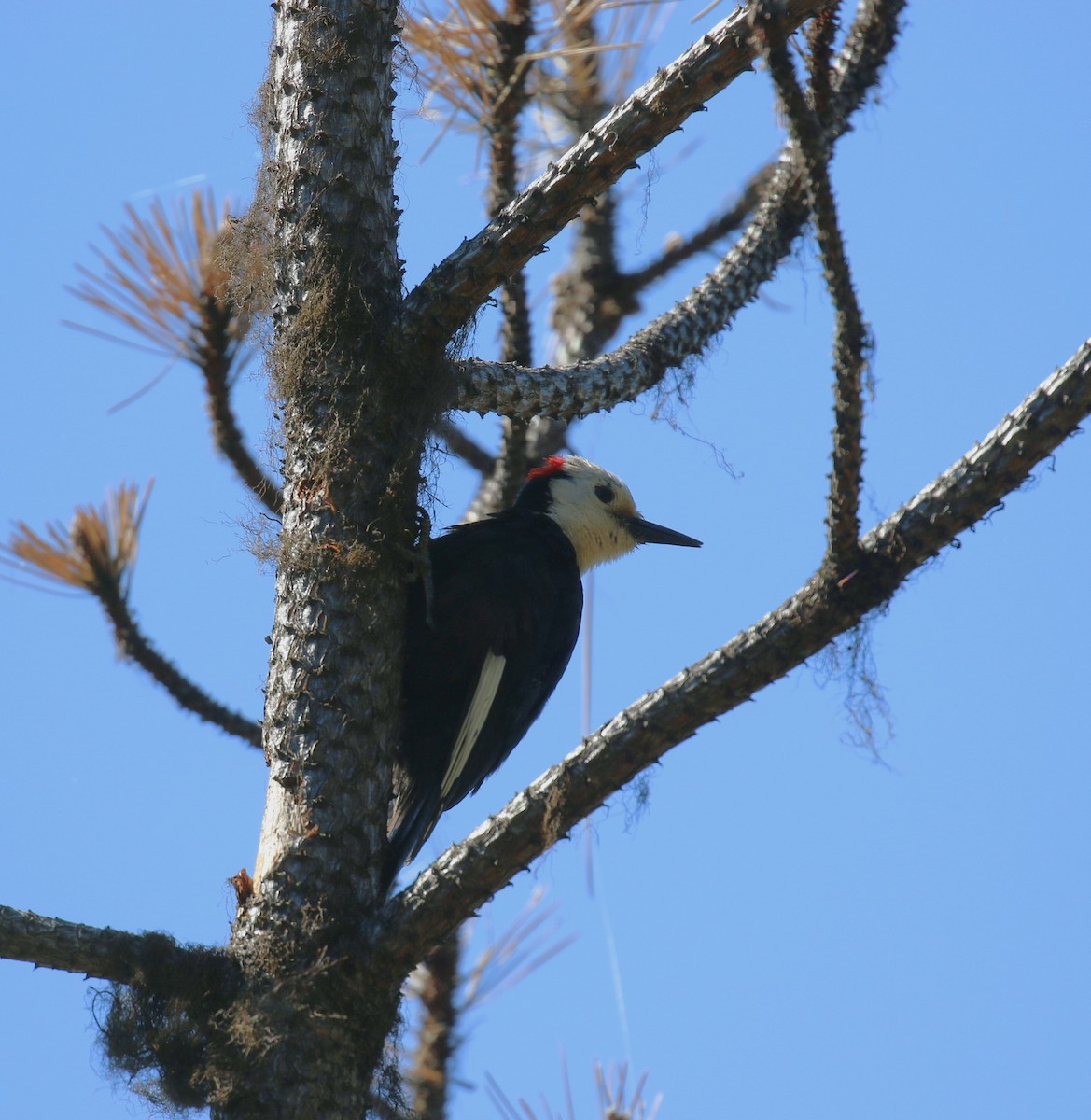 White-headed Woodpecker - Matt Brinkman