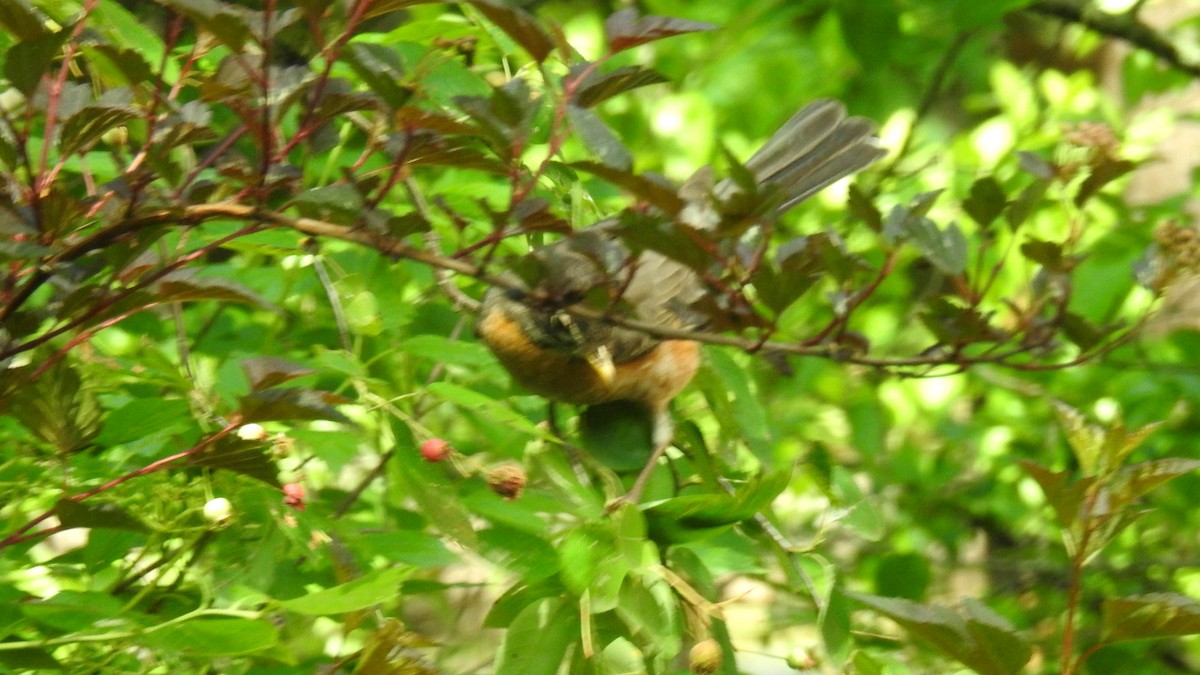 American Robin - ML620830817