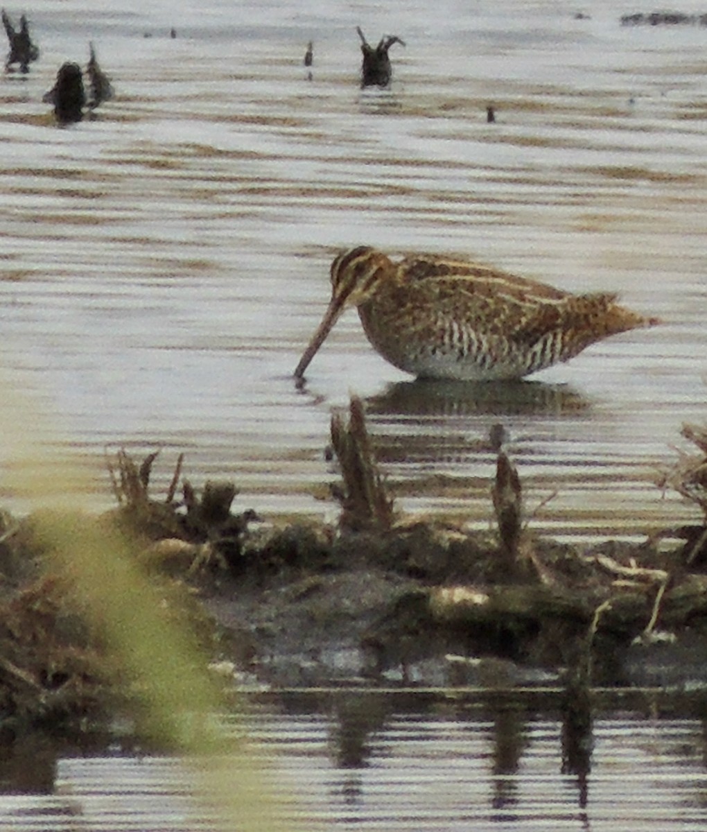 Wilson's Snipe - ML620830818