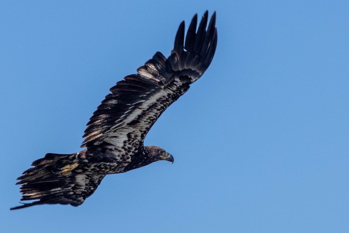 Bald Eagle - ML620830822