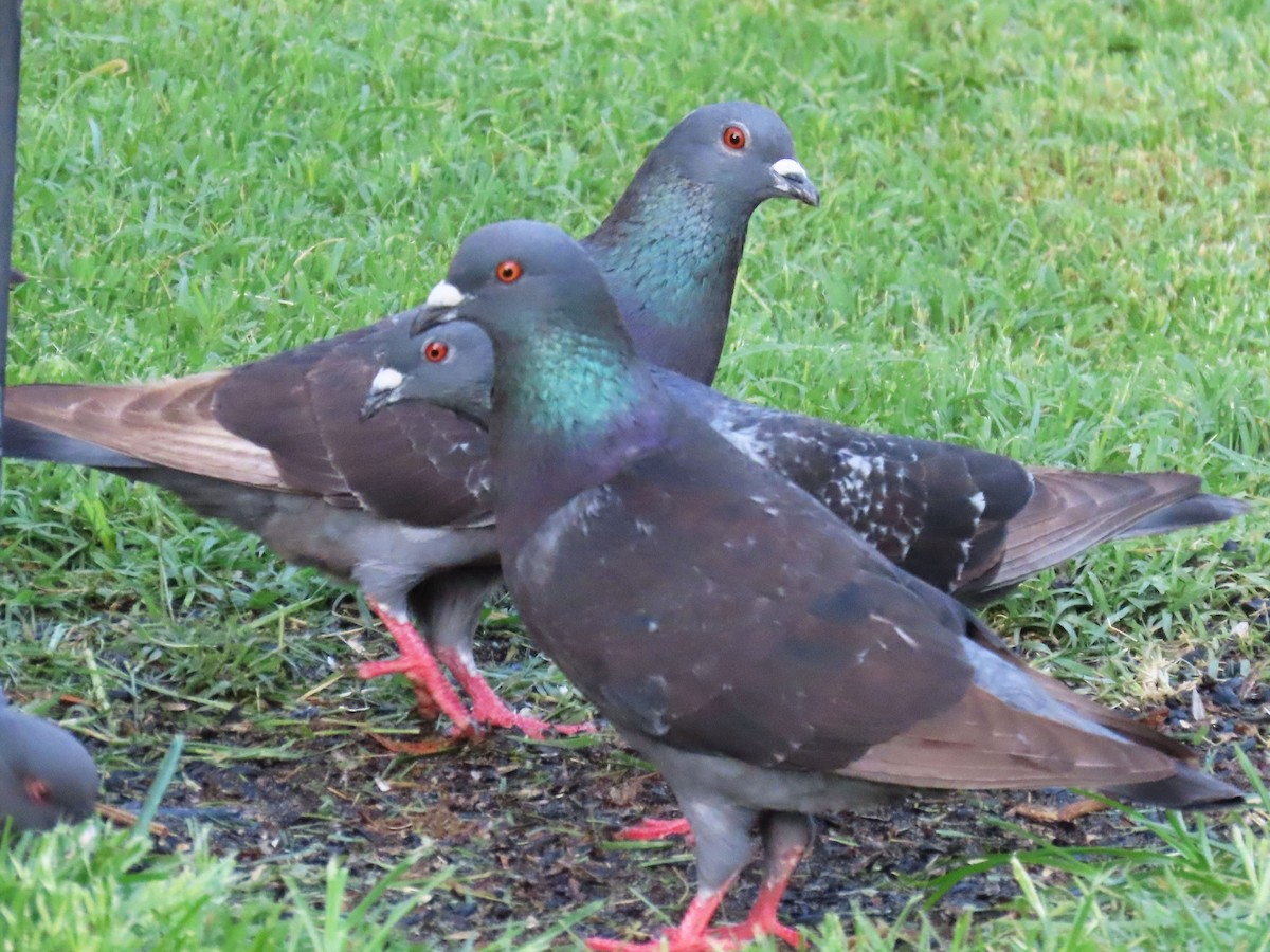 Rock Pigeon (Feral Pigeon) - ML620830823