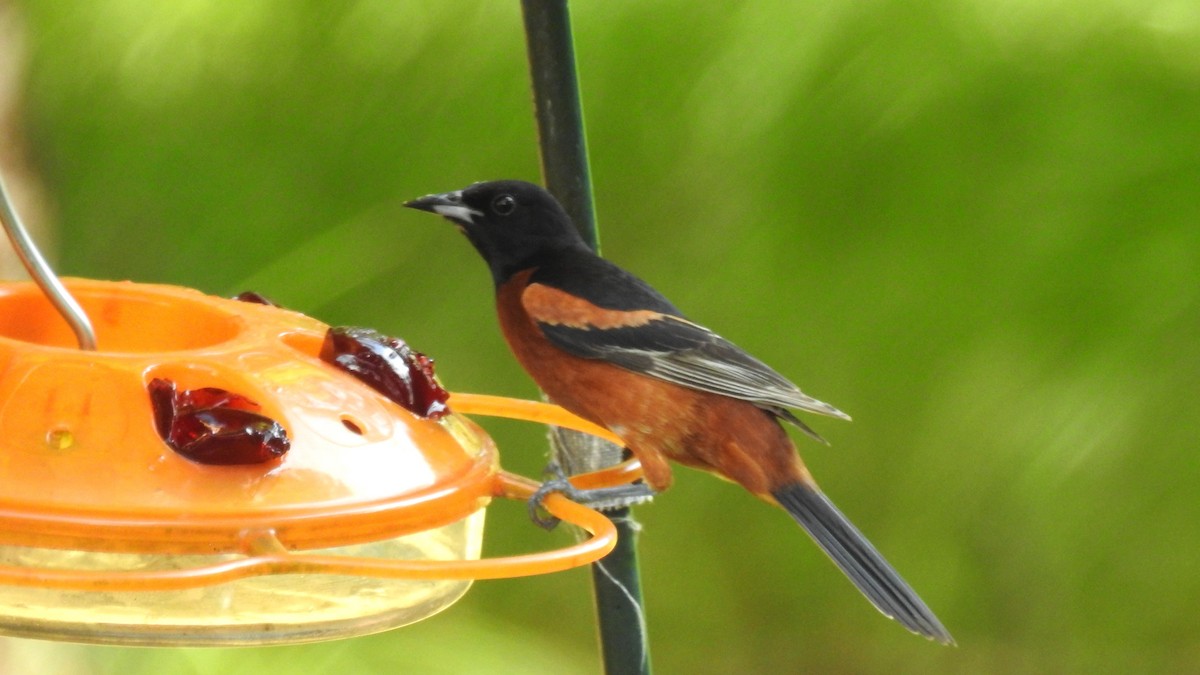 Orchard Oriole - ML620830825