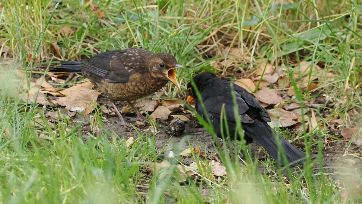 Eurasian Blackbird - ML620830826