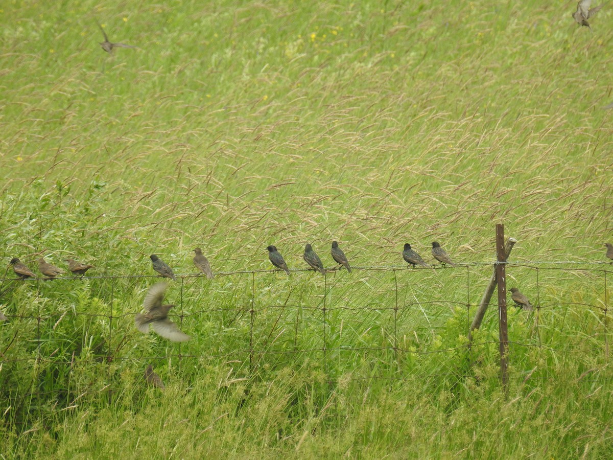 European Starling - ML620830827