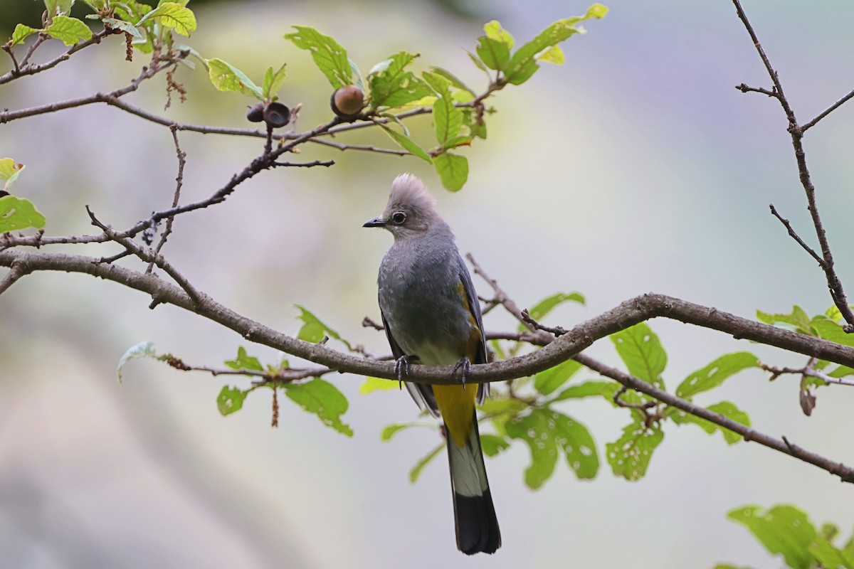 Gray Silky-flycatcher - ML620830829