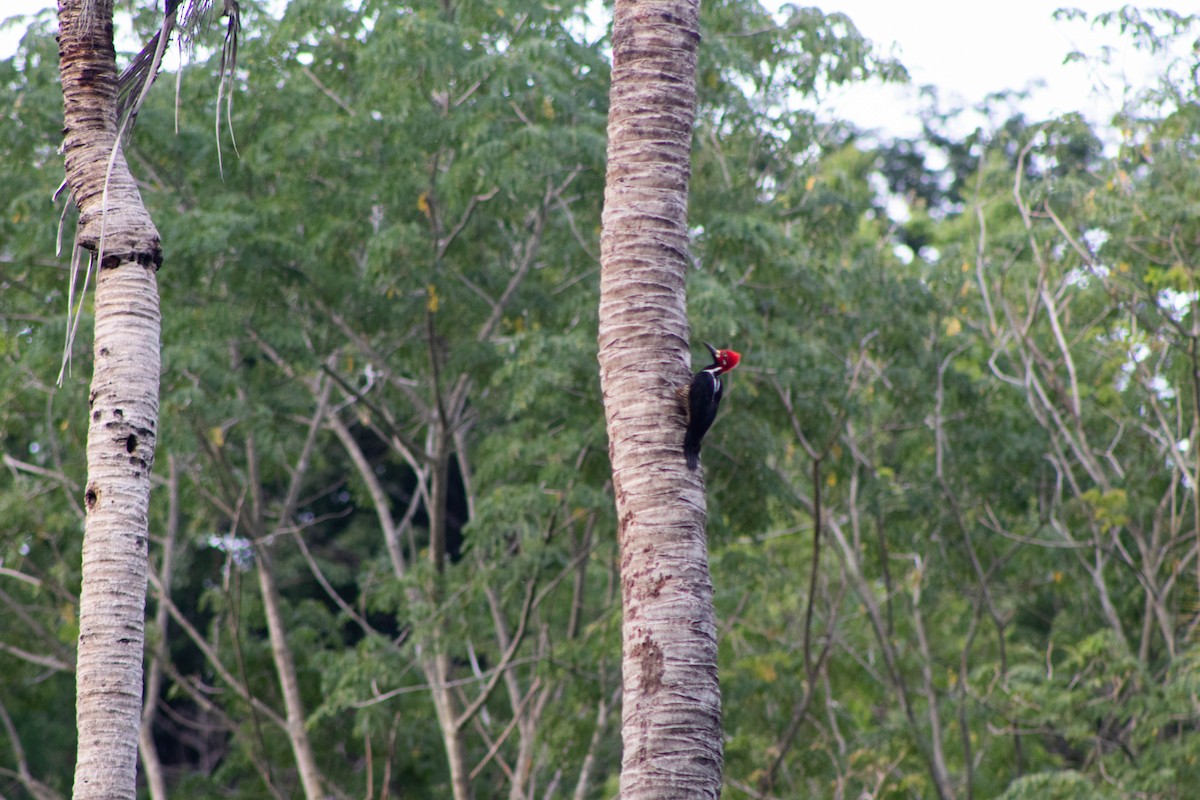 Crimson-crested Woodpecker - Johnatan Alvarez Cardona