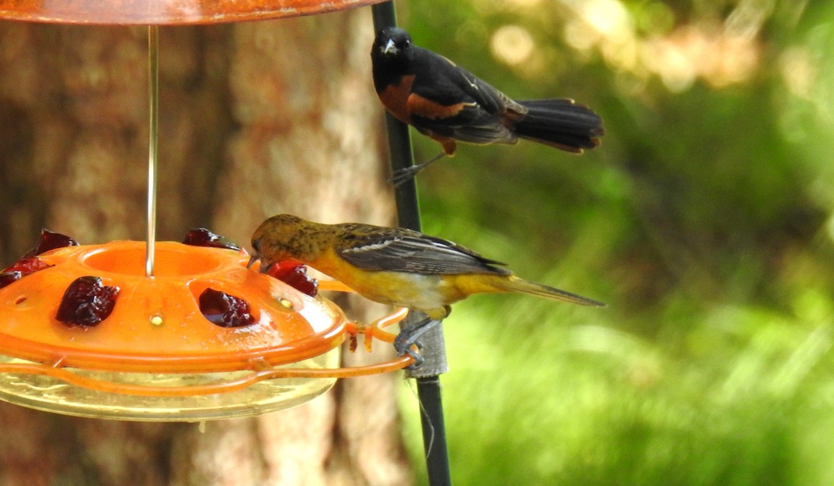 Orchard Oriole - ML620830831