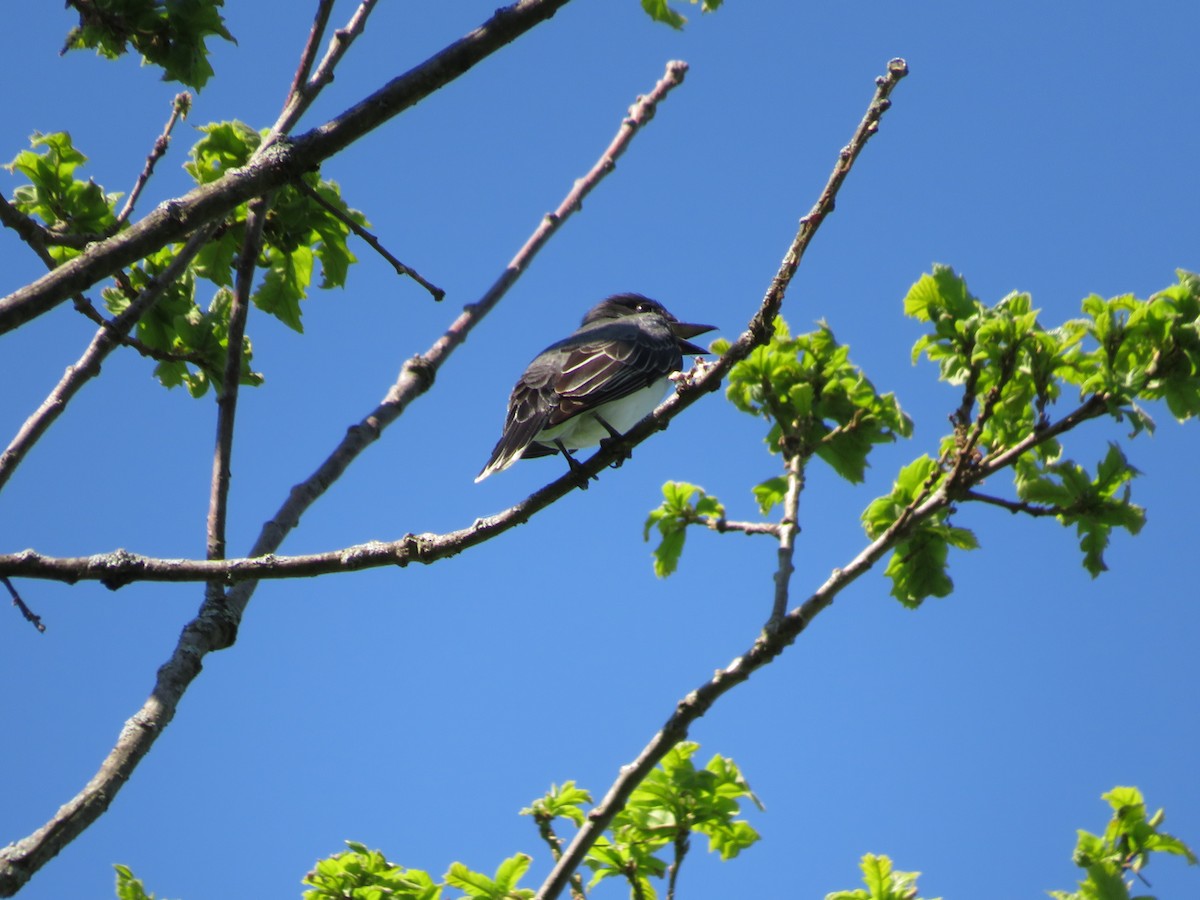 Eastern Kingbird - ML620830834