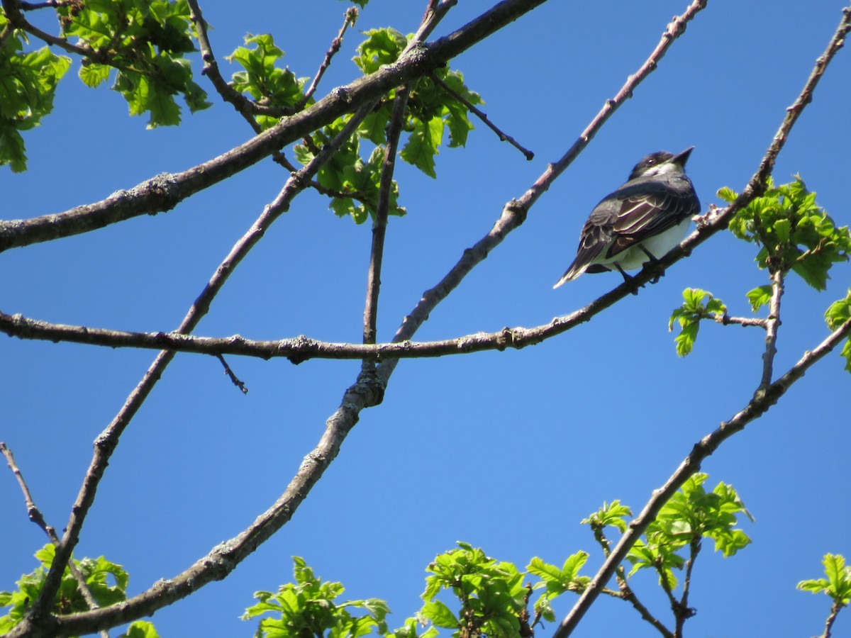 Eastern Kingbird - ML620830835