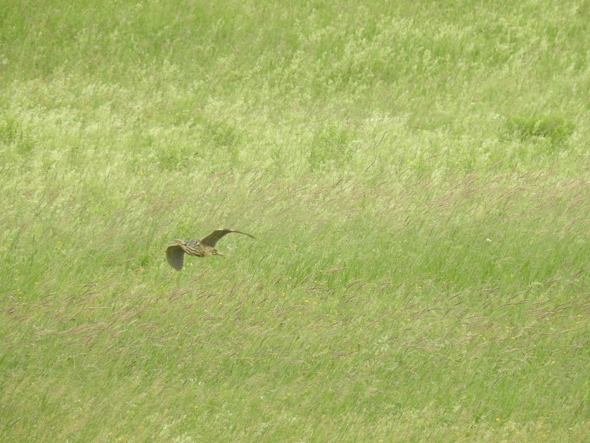 American Bittern - ML620830836