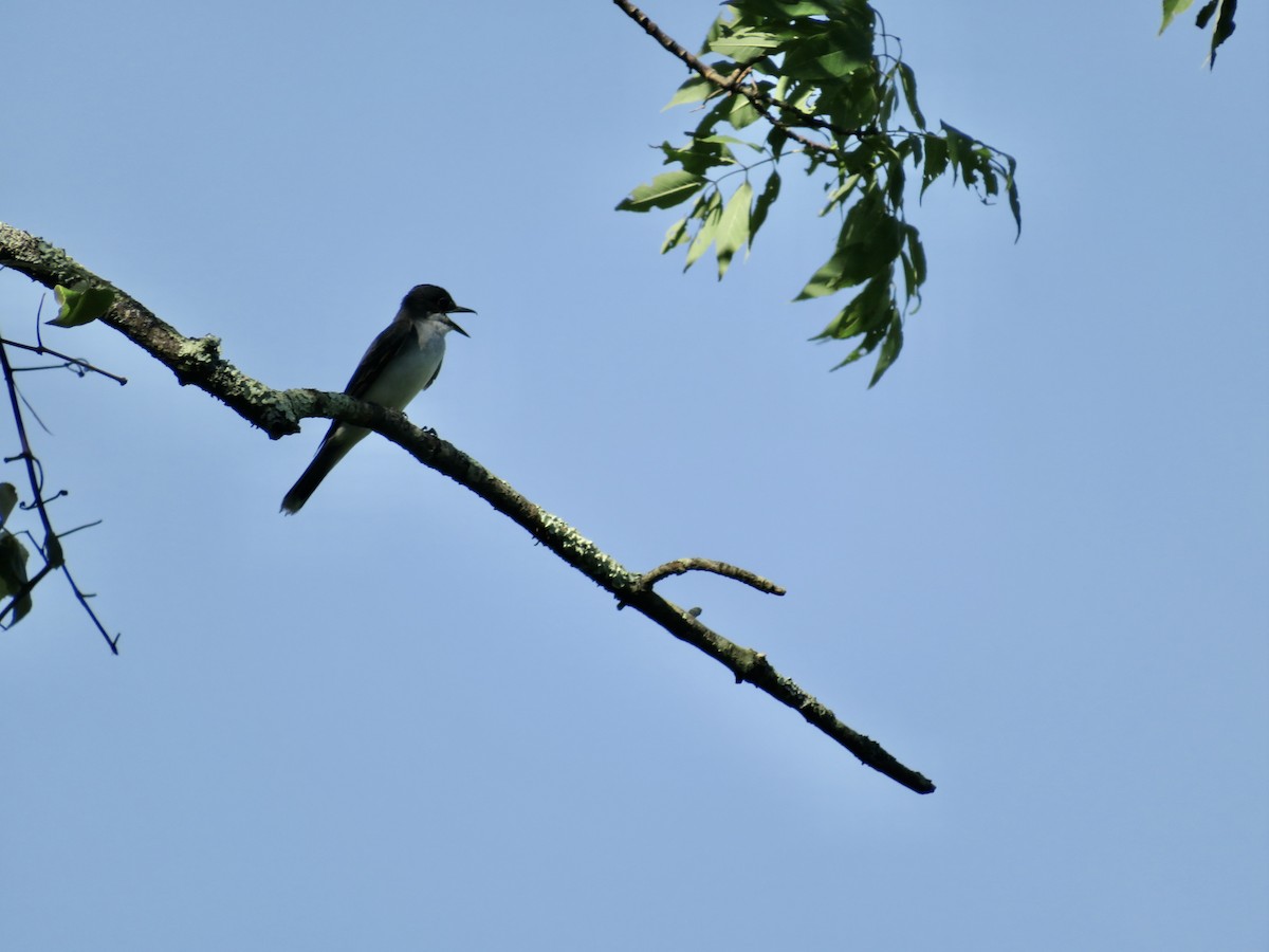 Eastern Kingbird - ML620830837