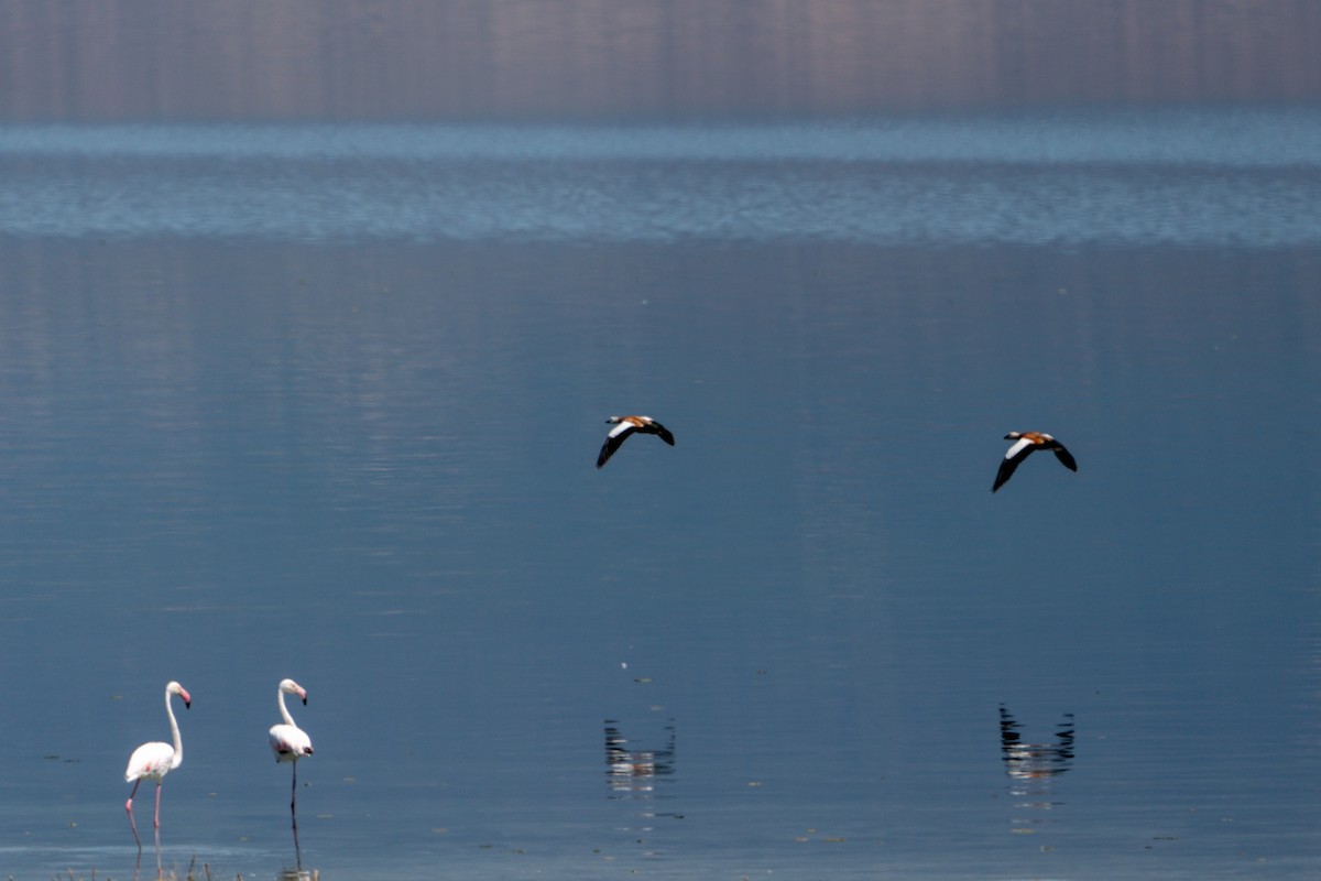 Ruddy Shelduck - ML620830842