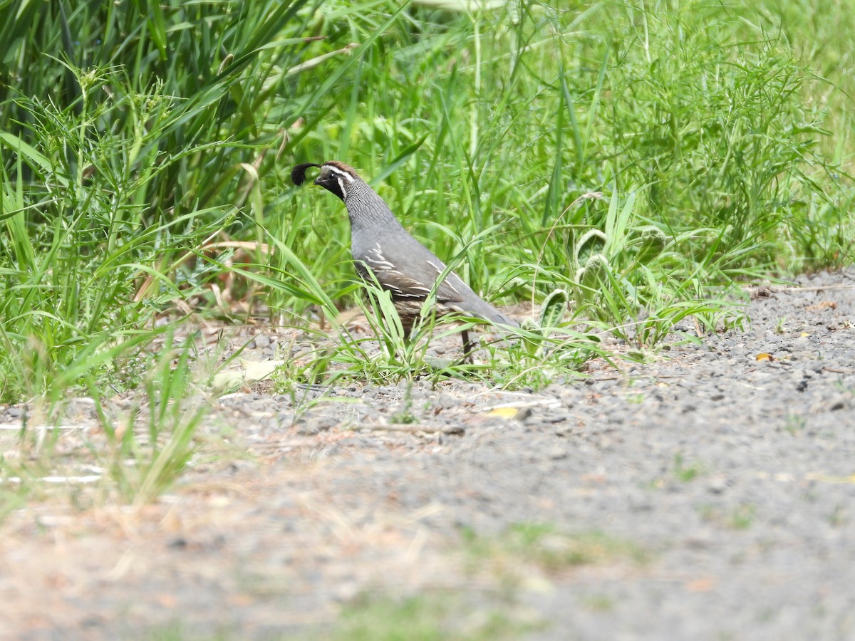 California Quail - ML620830844