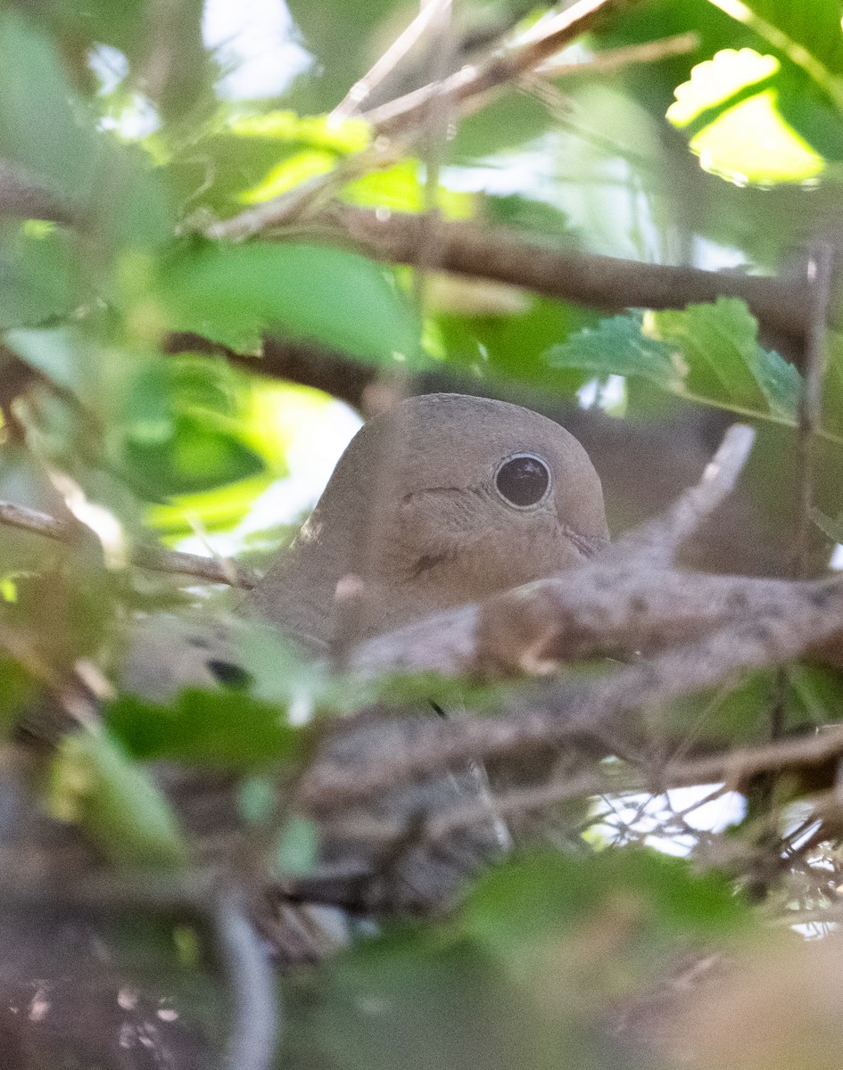 Mourning Dove - Terry Rich