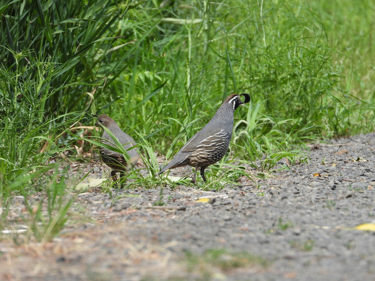 California Quail - ML620830846