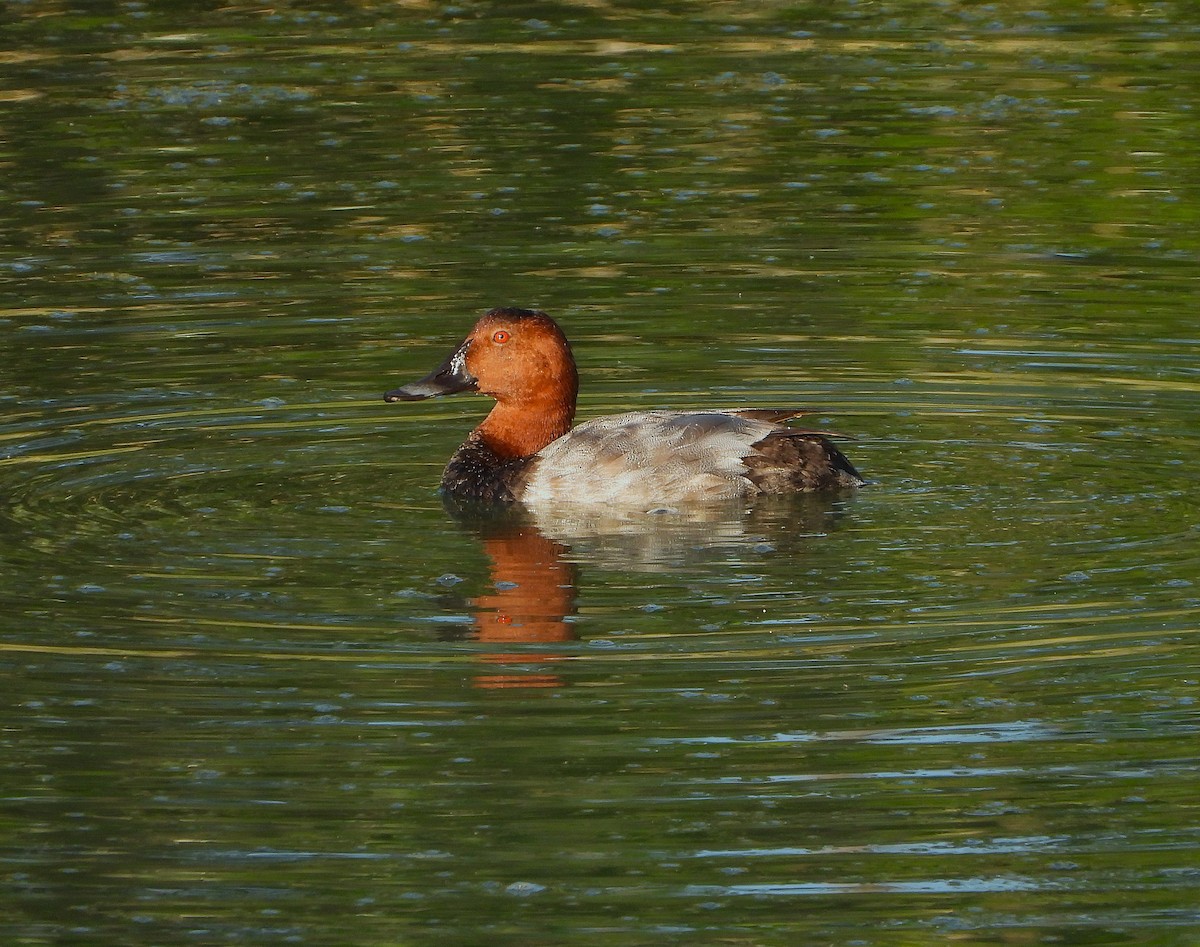 Common Pochard - José Manuel Sánchez Sanz