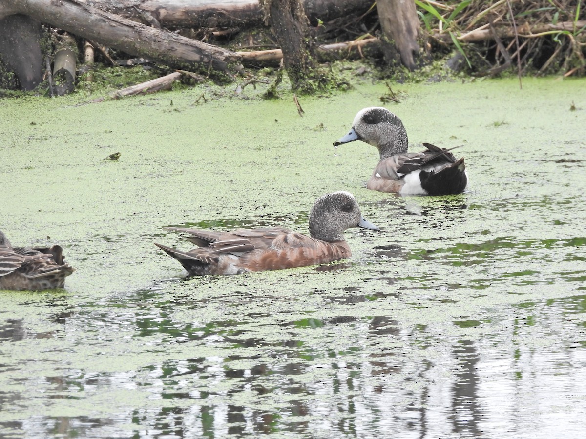 American Wigeon - ML620830856