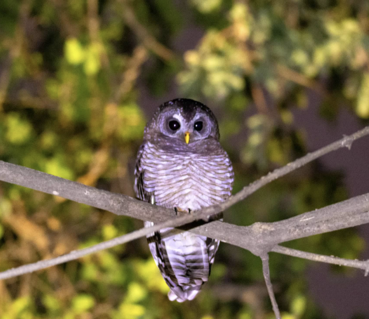 African Wood-Owl - ML620830859