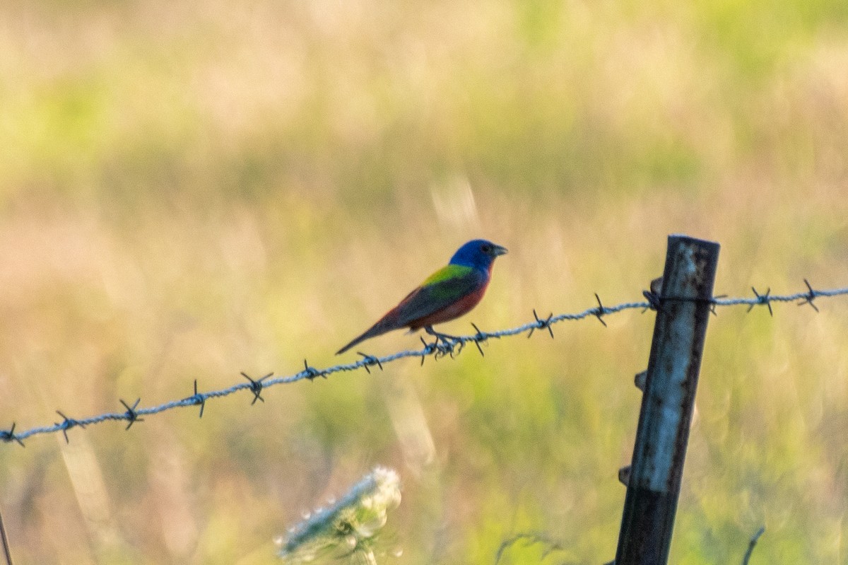 Painted Bunting - ML620830864