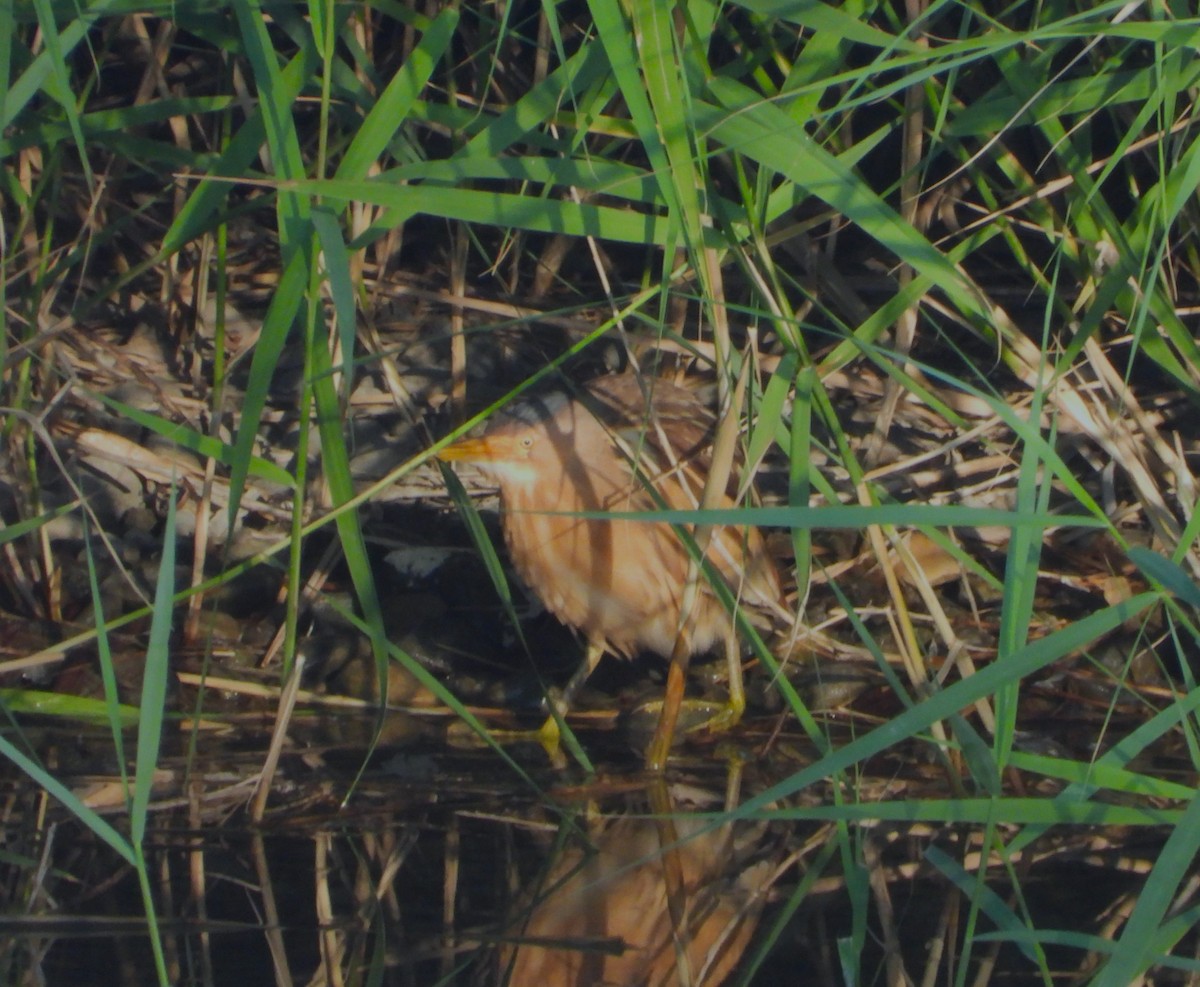 Little Bittern - ML620830867