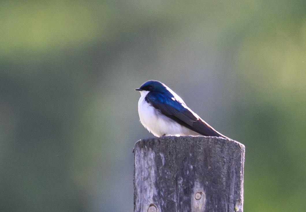 Golondrina Bicolor - ML620830868