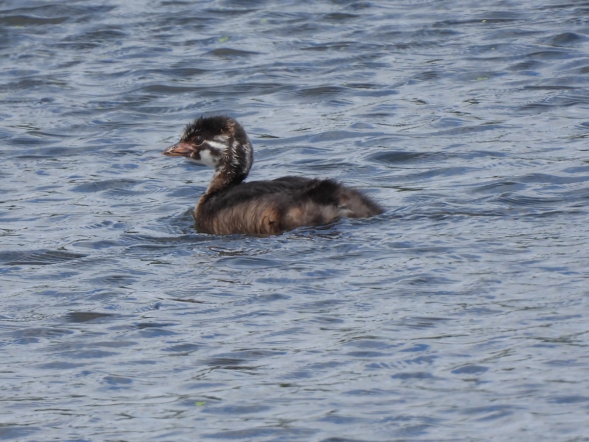 Pied-billed Grebe - ML620830869