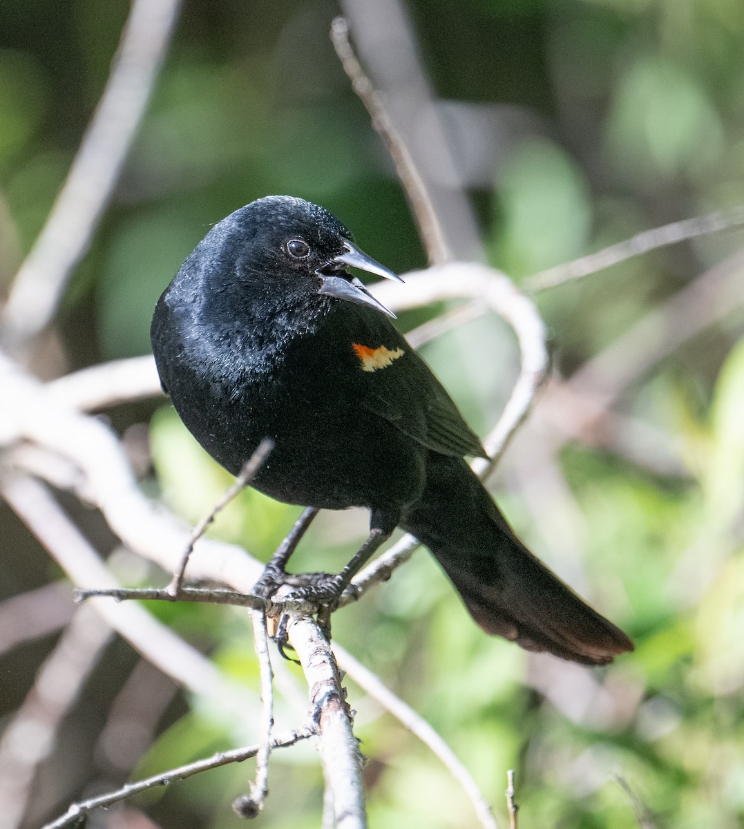 Red-winged Blackbird - ML620830871