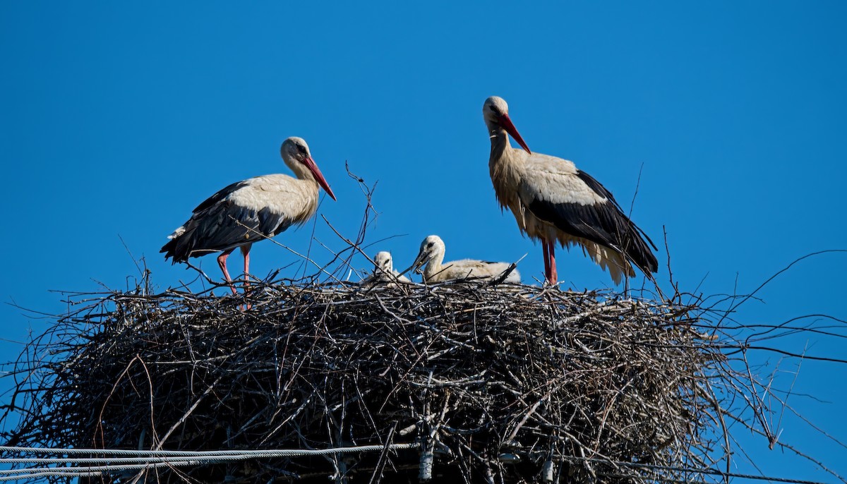 White Stork - ML620830872