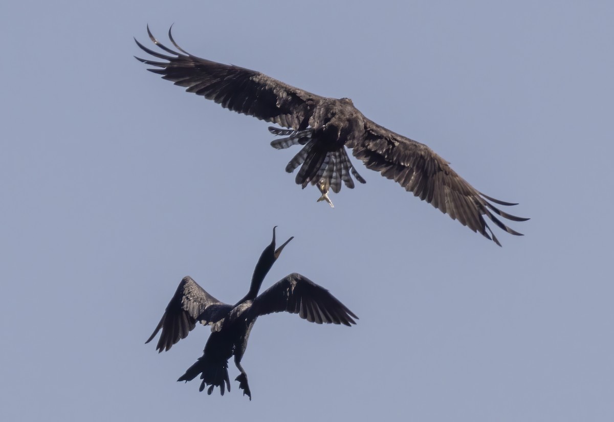 Double-crested Cormorant - ML620830873