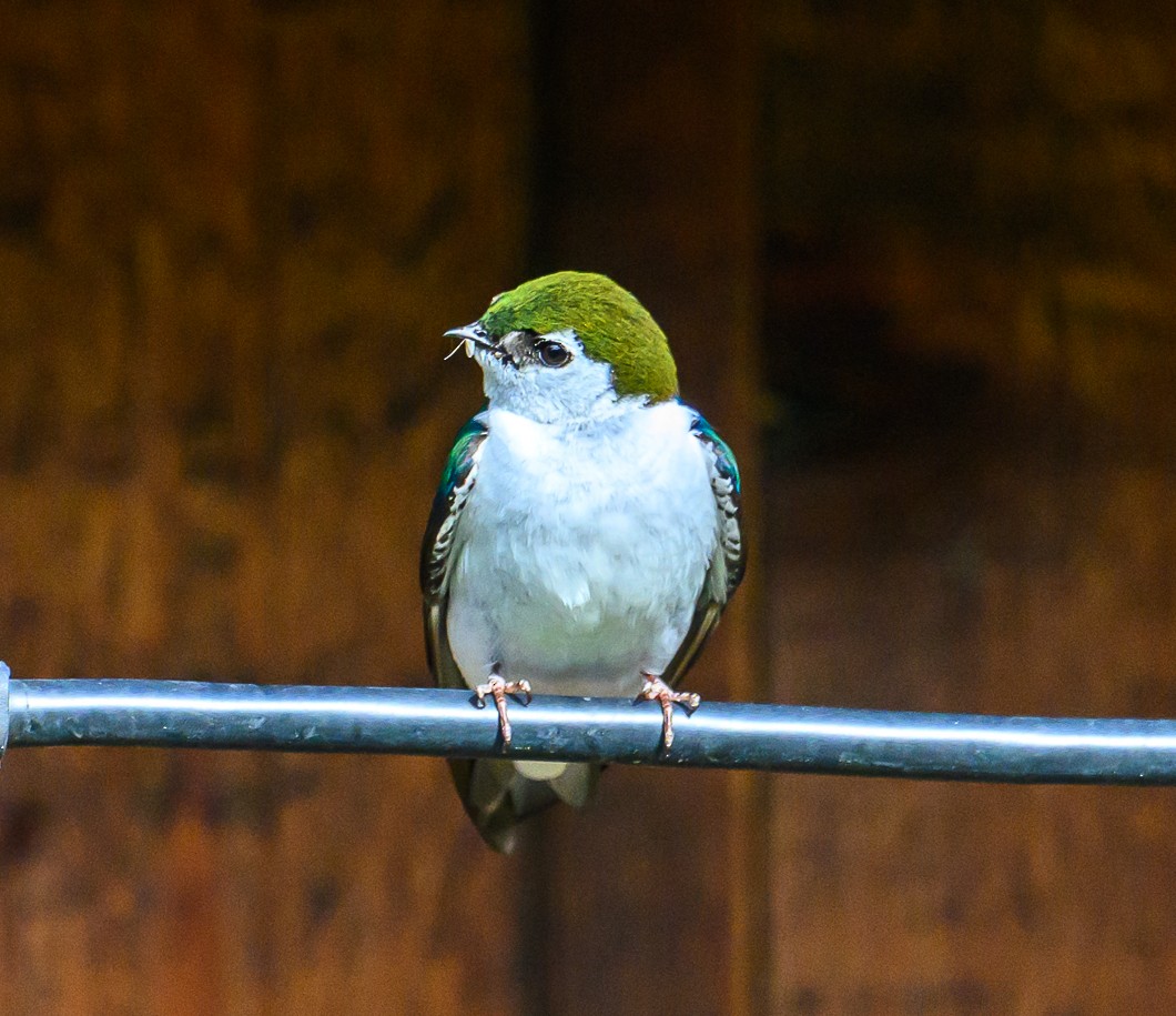 Golondrina Verdemar - ML620830877