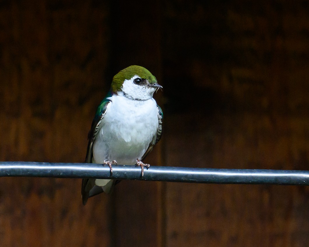 Violet-green Swallow - Bert Filemyr