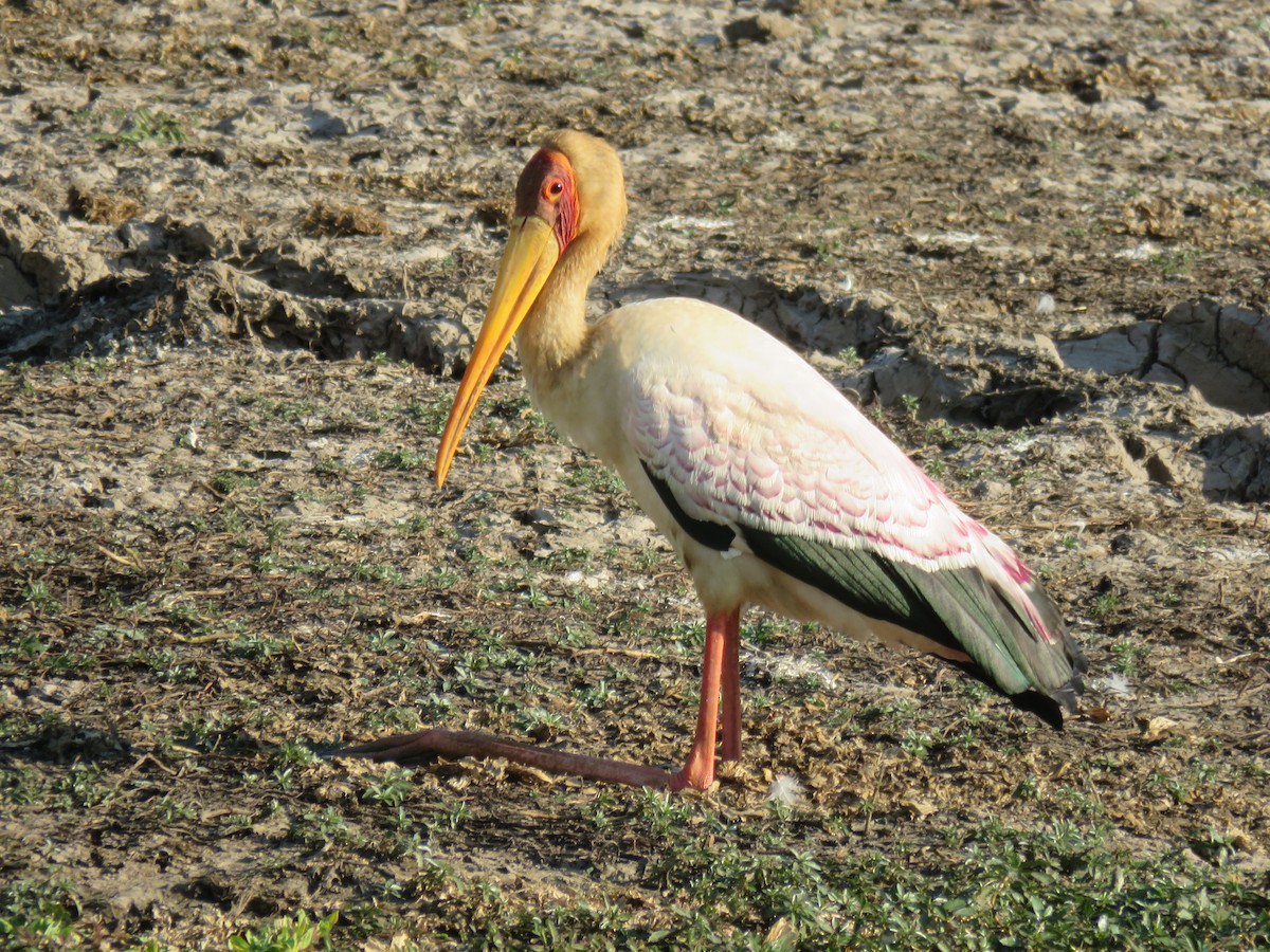 Yellow-billed Stork - ML620830879