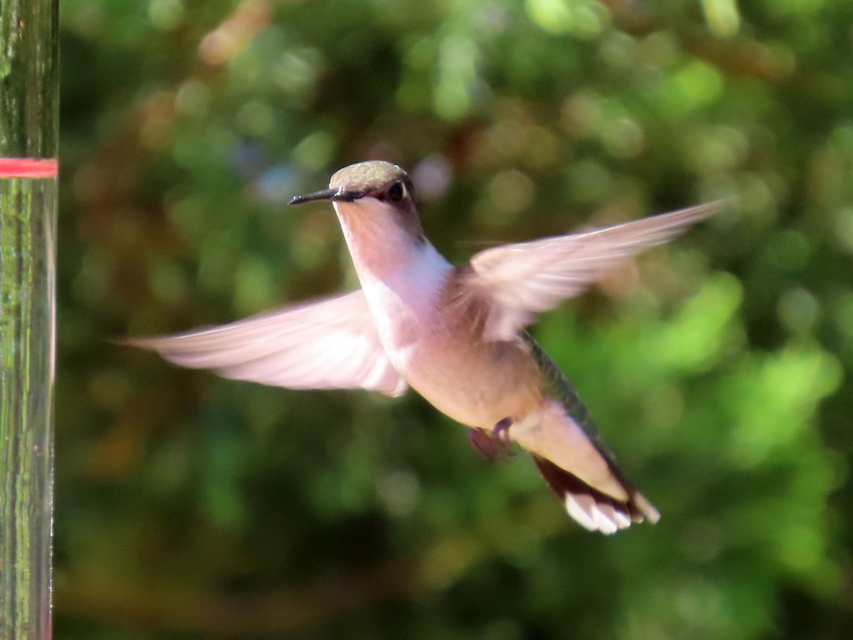 Ruby-throated Hummingbird - ML620830880