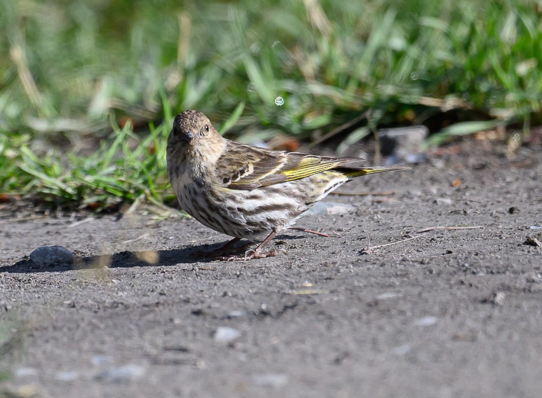 Pine Siskin - ML620830881