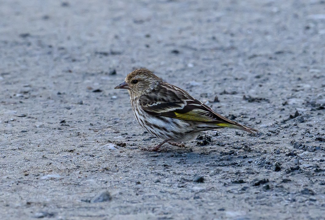 Pine Siskin - ML620830882