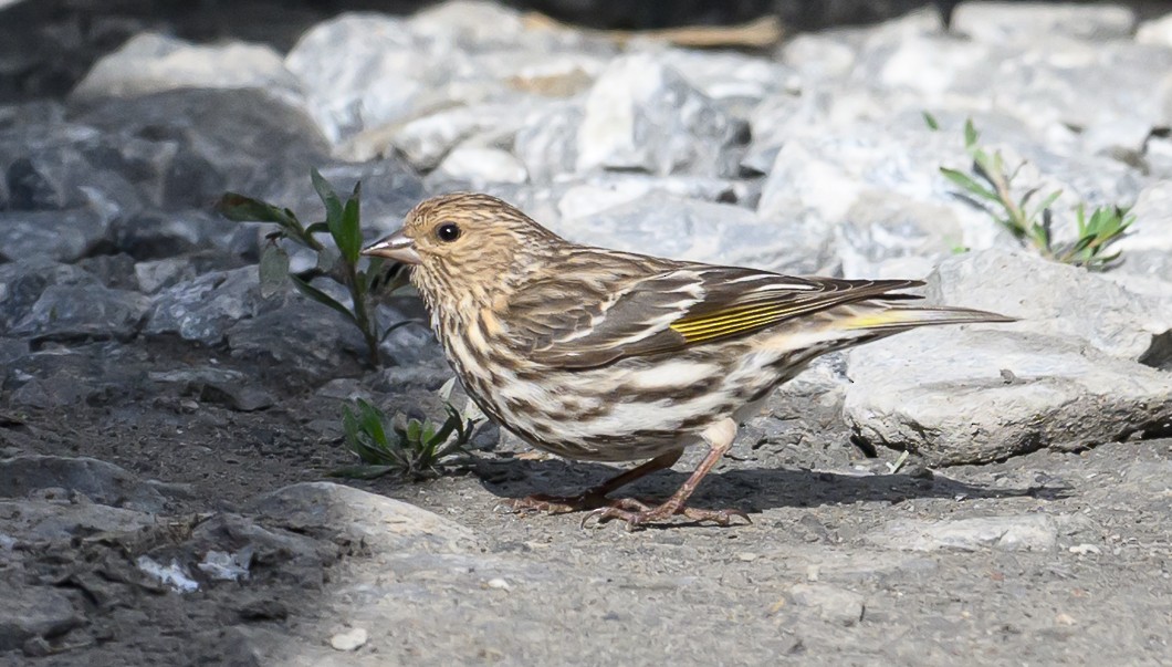 Pine Siskin - ML620830883