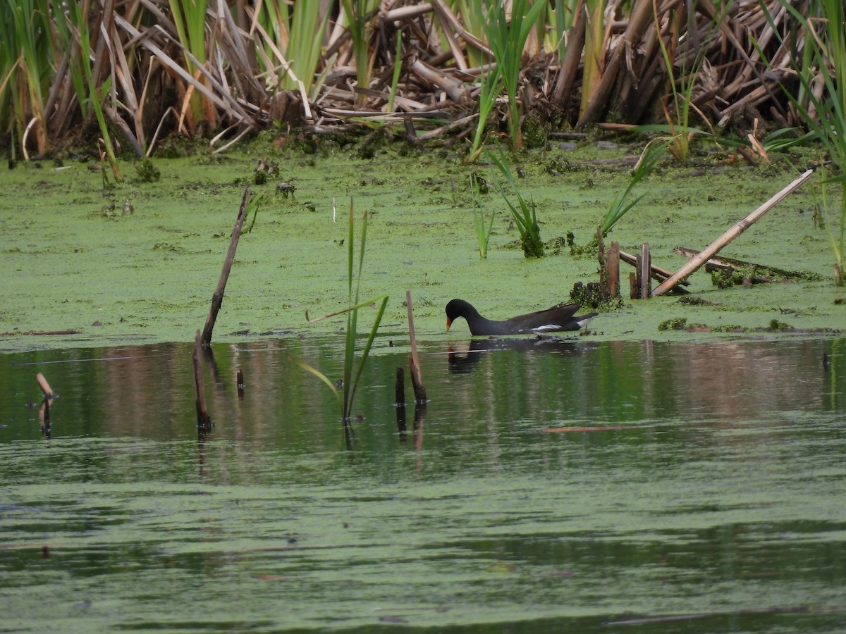 Common Gallinule - Rhonda Langelaan