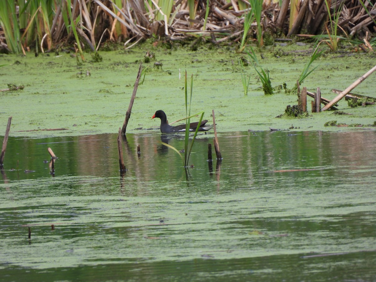 Common Gallinule - ML620830886