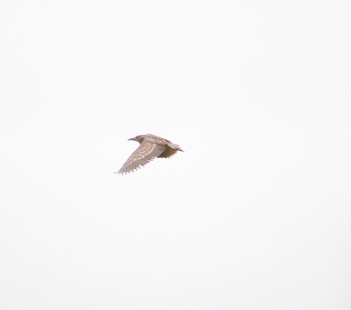 Black-crowned Night Heron - ML620830887